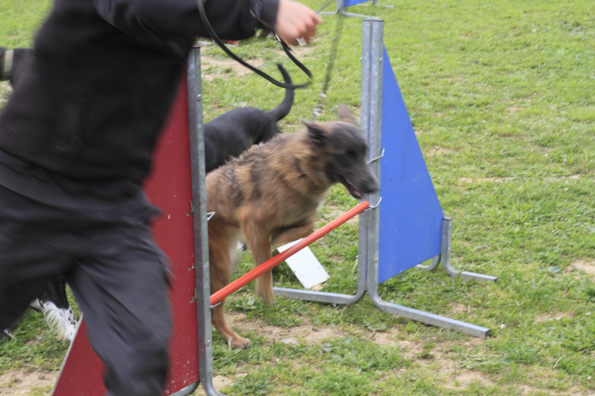 Agility Dog