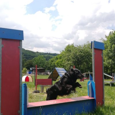Agility Dog